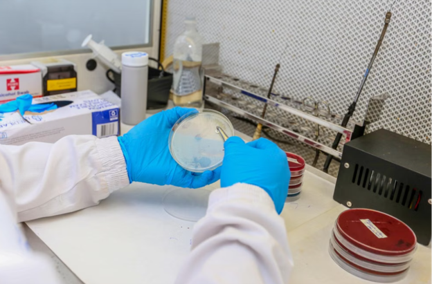 cell culture, cell culture bags