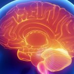 brain scans, John Kavanagh,