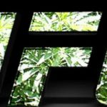 UFC - marijuana