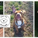 Free the Pitties - Helping people understand most misunderstood K-9s