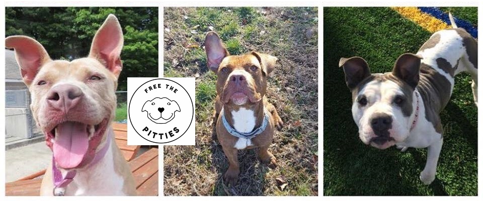 Free the Pitties - Helping people understand most misunderstood K-9s