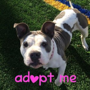 Pit bull adoption