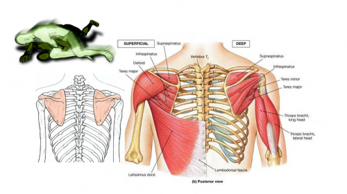 Workout Of The Week: The Omoplata - Don't Tap Out