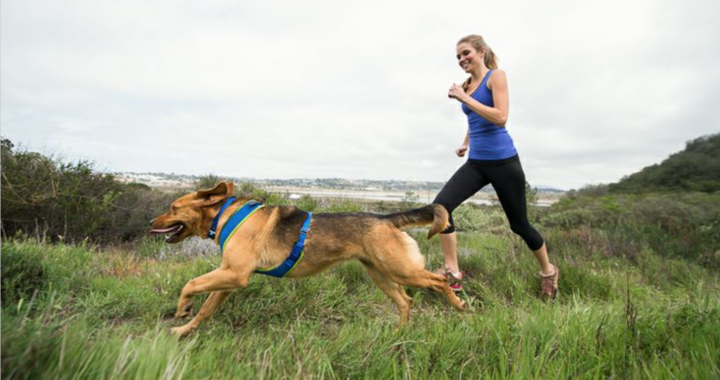 Keeping Fit With Your Dog As Your Training Partner