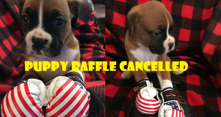 Puppy raffle cancelled after Victory MMA and Fitness receives backlash