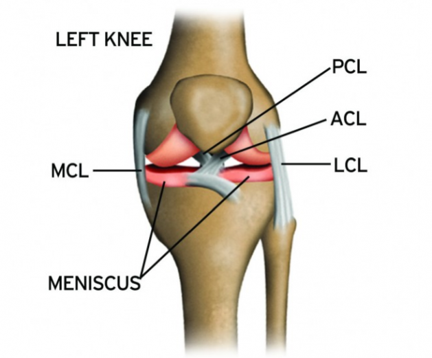 knee joint