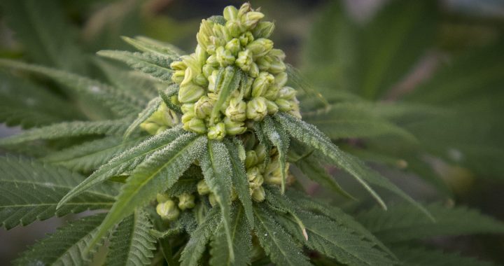 Female Hemp Buds. cbd hemp