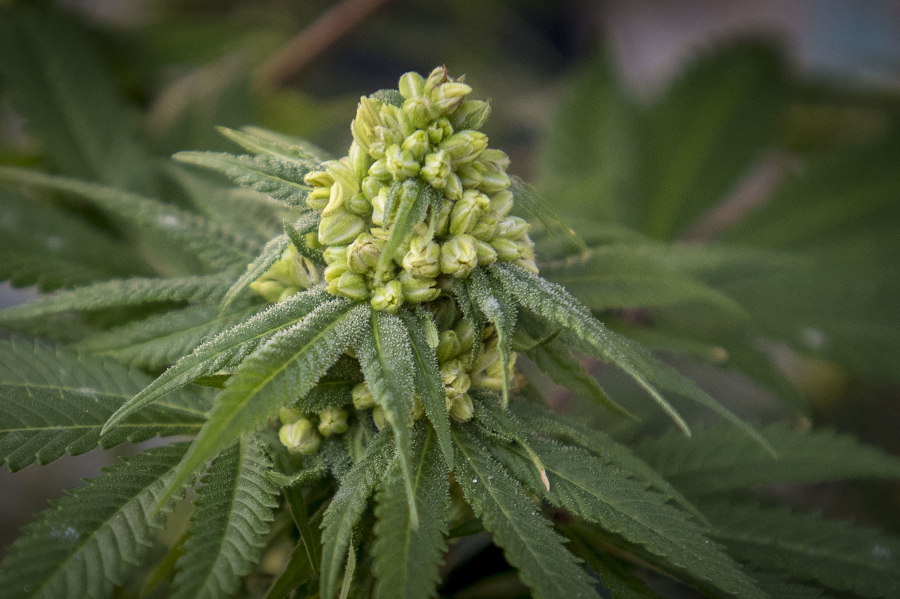 Female Hemp Buds. cbd hemp