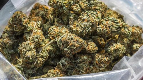 Buy Weed In Bulk, weed online