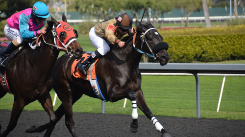 Handicapping a horse