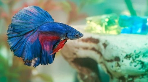 betta fish