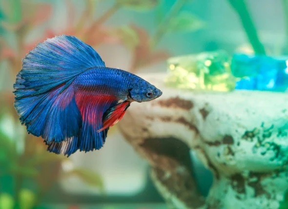 betta fish