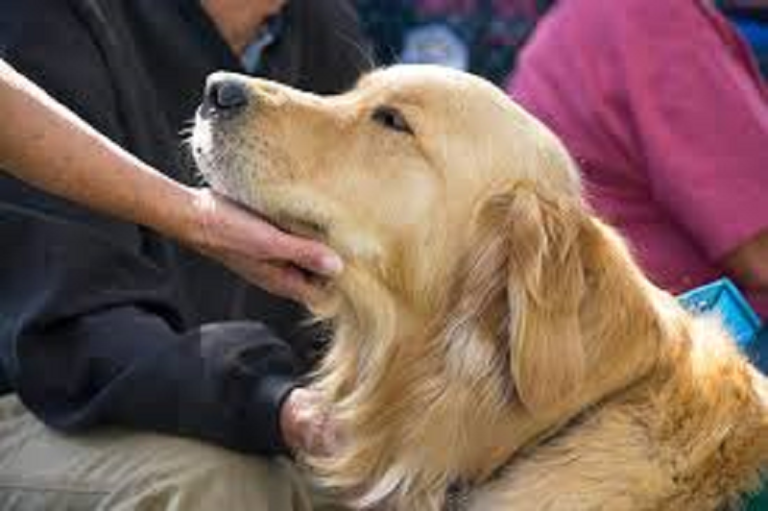 know-about-the-difference-between-companion-therapy-dogs