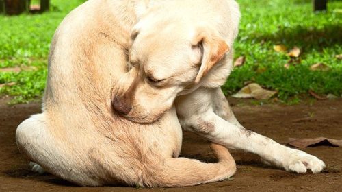 A Comprehensive Guide To Fleas And Ticks Found On Pets