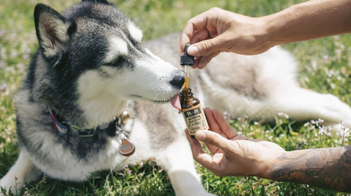 Is CBD Oil Safe for Dogs? Let's Explore