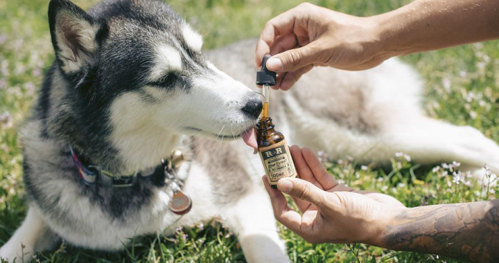 Is CBD Oil Safe for Dogs? Let's Explore