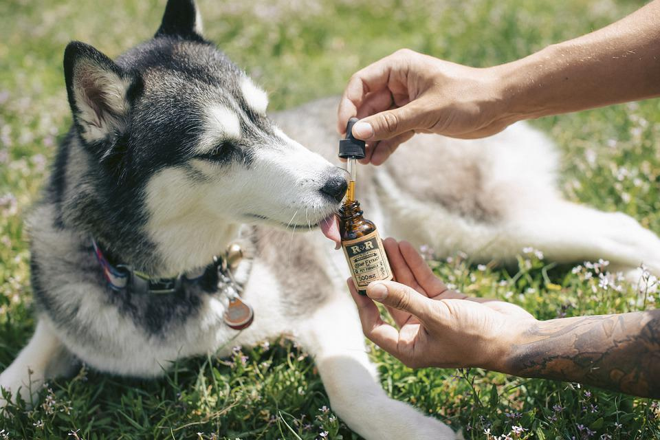 Is CBD oil safe for dogs?  Let's explore