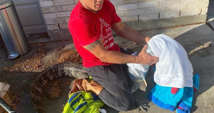 MMA fighter finds alligator at front door - VIDEO