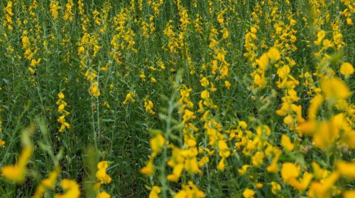 hemp flower