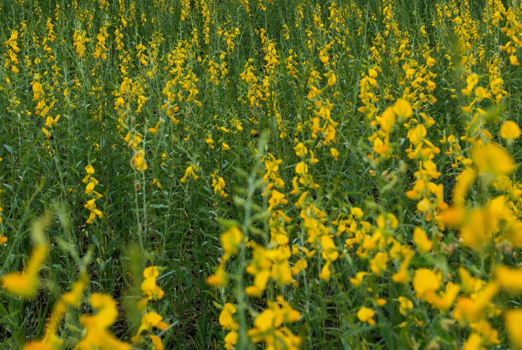 hemp flower