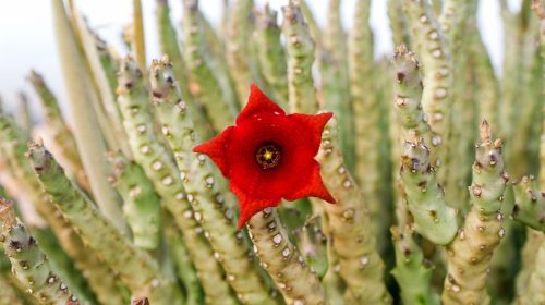 caralluma fimbriata