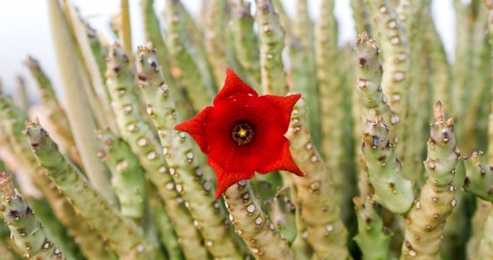 caralluma fimbriata