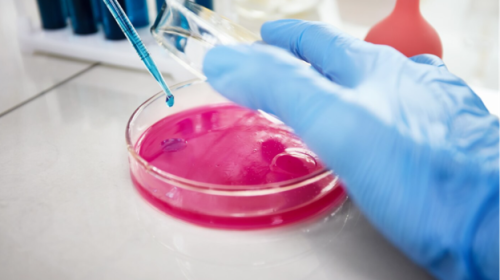cell culture, cell culture bags